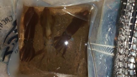 魚種限定解除シリーズ分