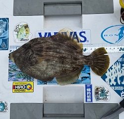 年明け初釣行もカワハギでした