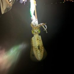 【白浜〜田辺エリア】冬イカ発見！