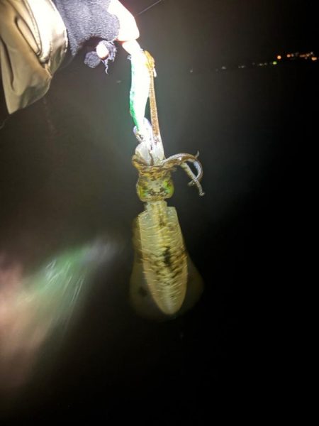 【白浜〜田辺エリア】冬イカ発見！