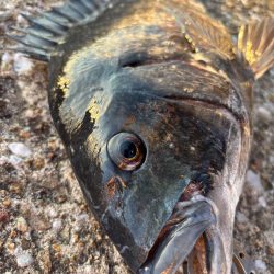 初釣りでおチヌさん