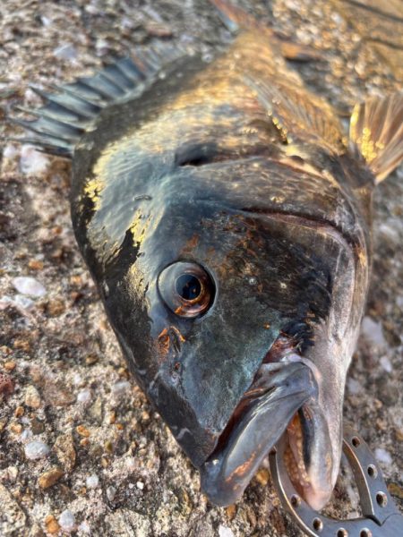 初釣りでおチヌさん