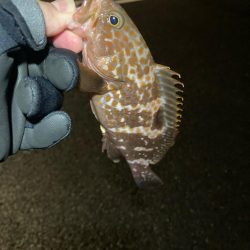 今年の初釣り