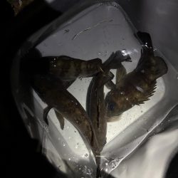 今年の初プラグ釣果