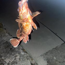 カサゴ