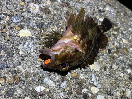 爆風と波で釣りにならず・・・