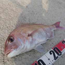 カゴ初釣り