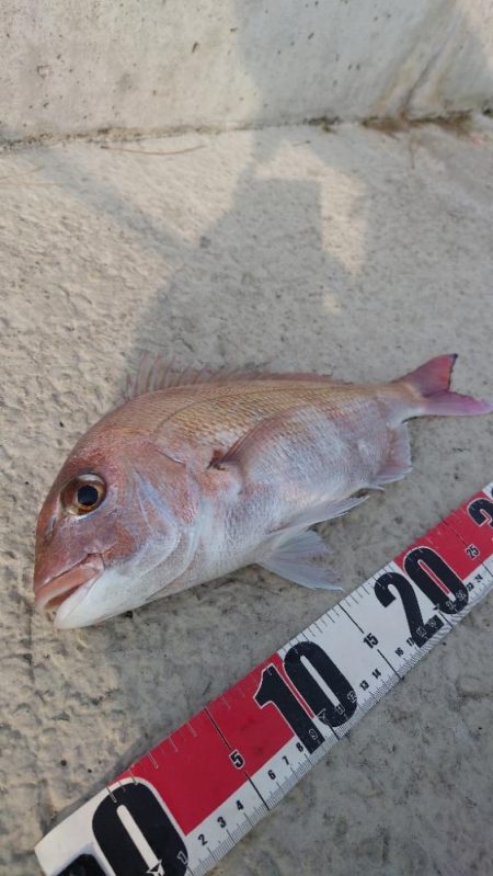 カゴ初釣り