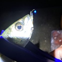 エサが無いと厳しい釣り