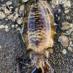 2025釣り初め