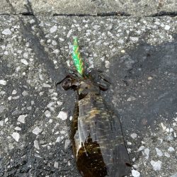 雨の降る前に
