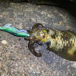【白浜〜田辺エリア】冬イカ発見！