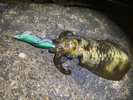 【白浜〜田辺エリア】冬イカ発見！