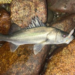 初釣りメバルプラッキング