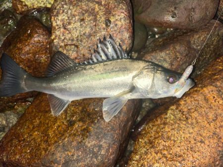 初釣りメバルプラッキング