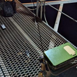 アジング