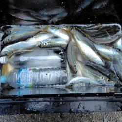 新年初釣り