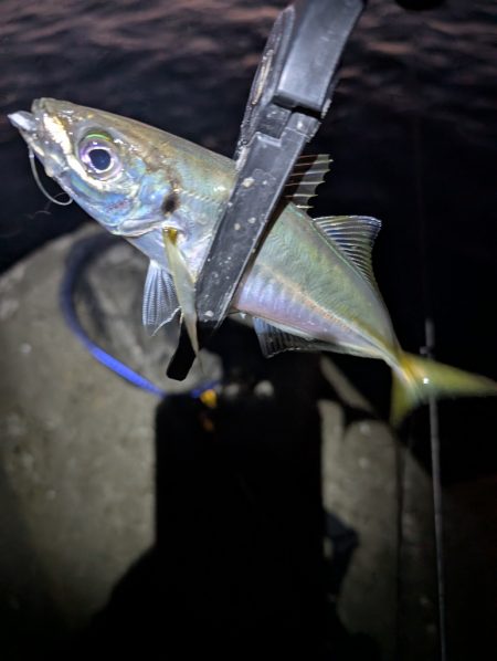 陸っぱり釣行記