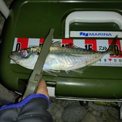 釣り初めアジング🎣