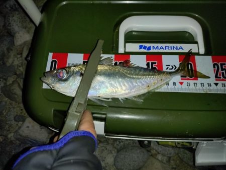 釣り初めアジング🎣