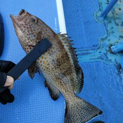 カワハギ釣り　島きち丸