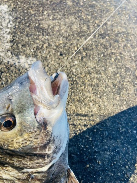 初釣りは2枚。