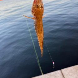 初釣り、カレイ狙い