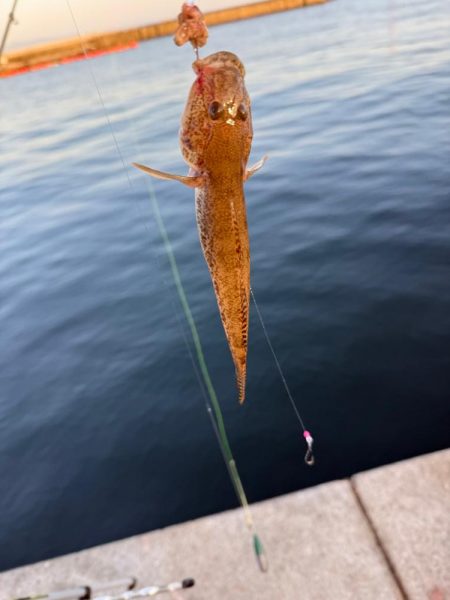 初釣り、カレイ狙い