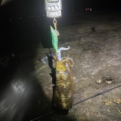【白浜〜田辺エリア】冬イカ発見！