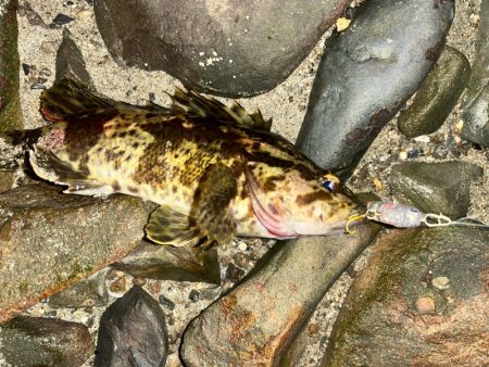 初釣りメバルプラッキング