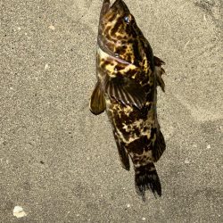 日間賀島遠征1