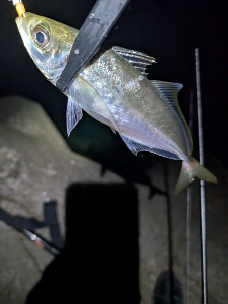 陸っぱり釣行記