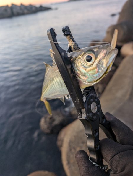 陸っぱり釣行記