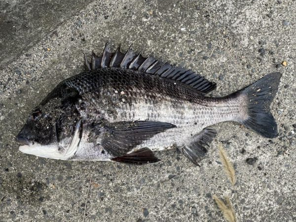 イチノ兄弟、釣果！