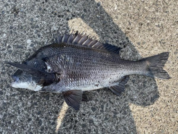 イチノ兄弟、釣果！