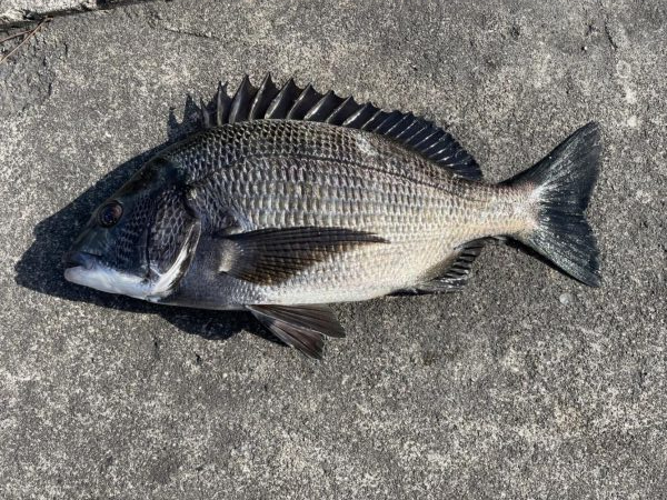 イチノ兄弟、釣果！