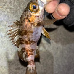 メバル⑤