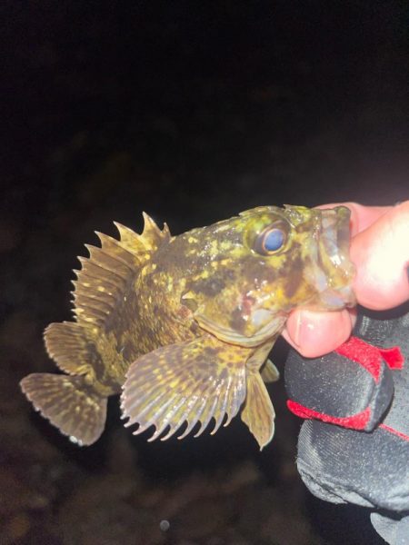 初釣りメバルプラッキング