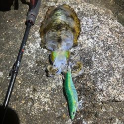 【白浜〜田辺エリア】冬イカ発見！