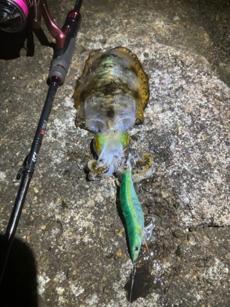 【白浜〜田辺エリア】冬イカ発見！
