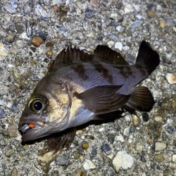 爆風と波で釣りにならず・・・