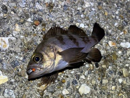 爆風と波で釣りにならず・・・