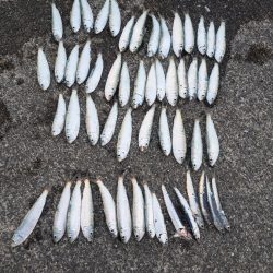 サビキでサッパ多とカタクチイワシ少