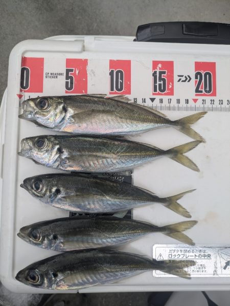 サビキ爆釣果