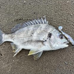 キビレが釣れました!