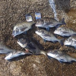厳寒期の広島湾でチヌ釣り