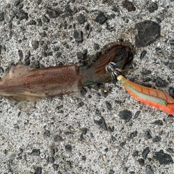 長崎エギング