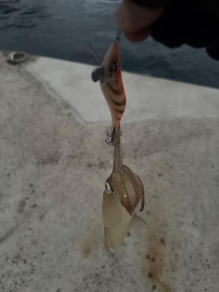 結果ヤリイカ釣行