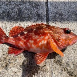 淡路島釣行！