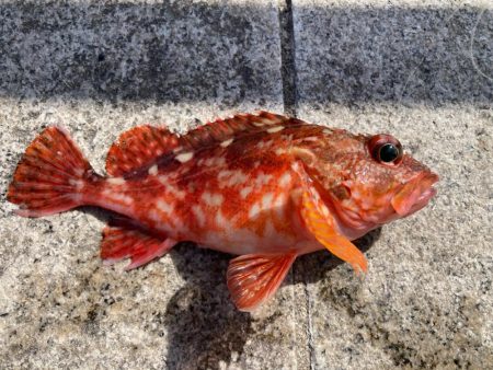 淡路島釣行！